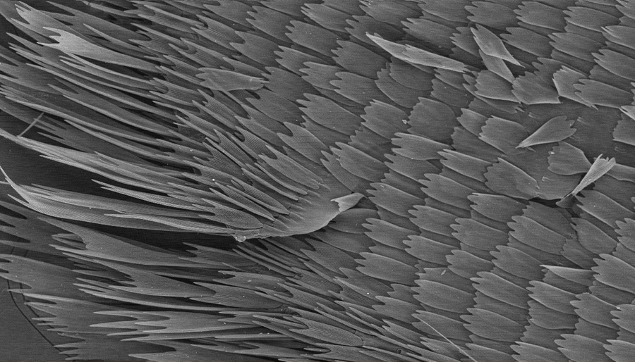 Настольный сканирующий электронный микроскоп(图3)